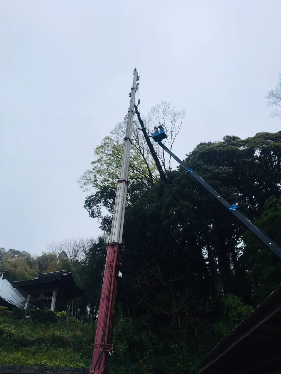 高地伐採